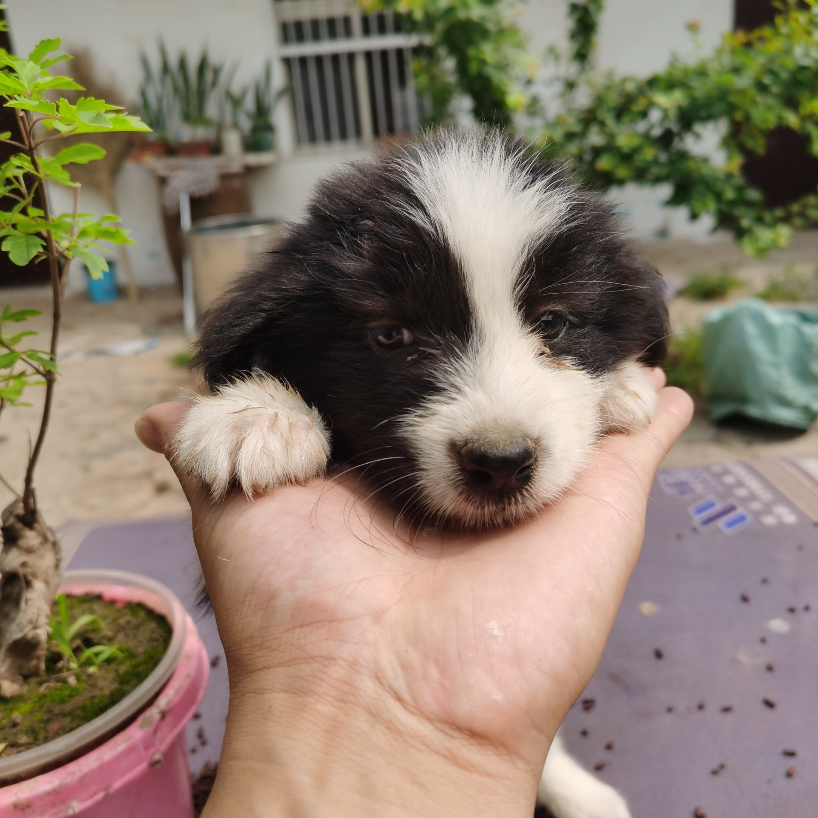 边境牧羊犬